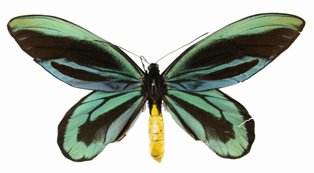 Queen Alexandra's birdwing
