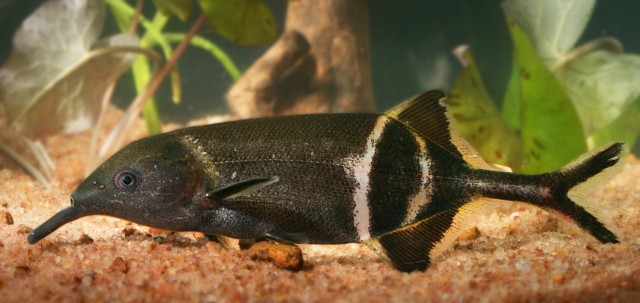 Ikan Hidung Gajah Ikan Hidung Gajah