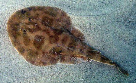 Ikan Pari Listrik
