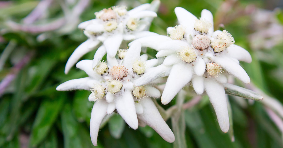 bunga Edelweiss