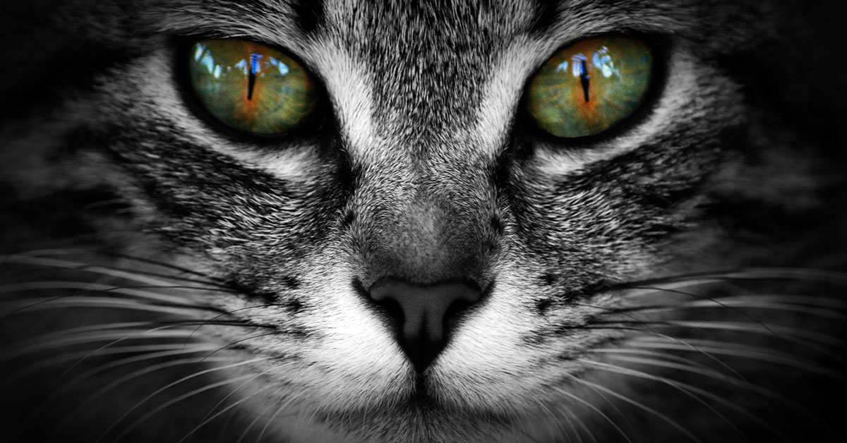 kucing