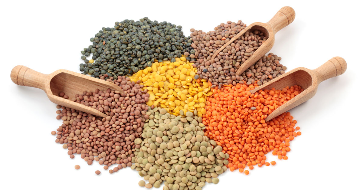 lentil