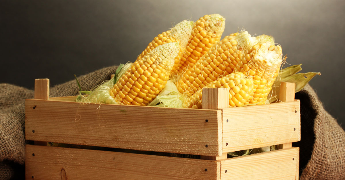 jagung