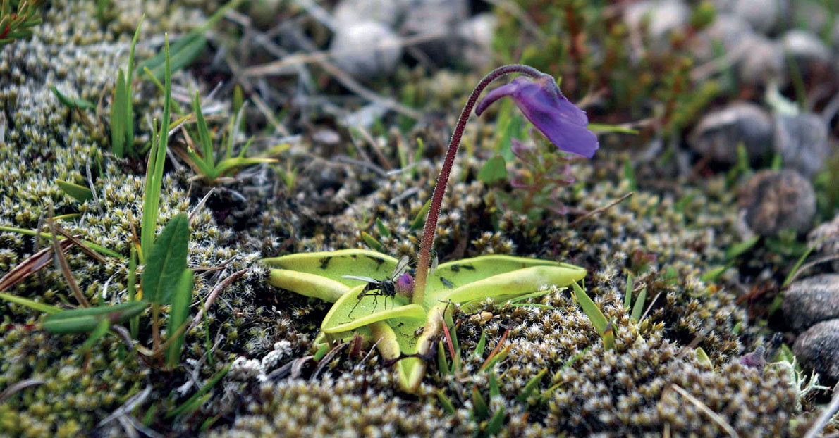butterwort