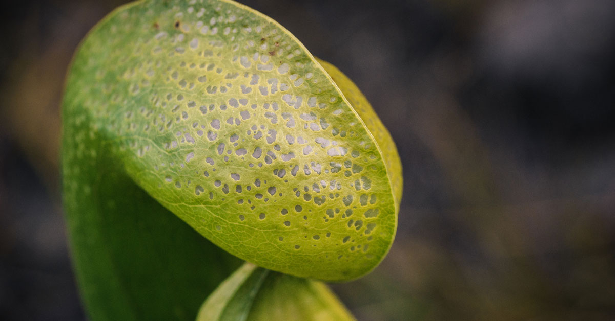 California pitcher