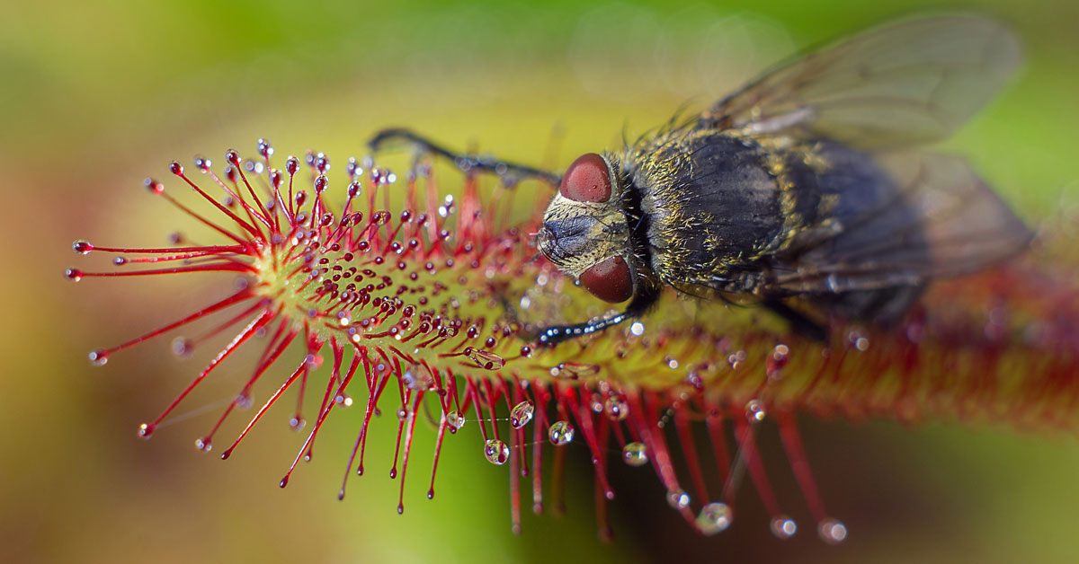 cape sundew