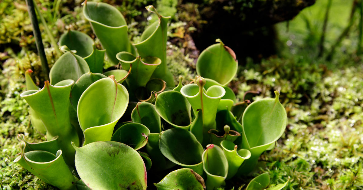 marsh pitcher