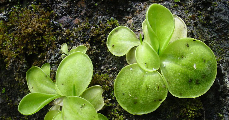pinguicula conzattii