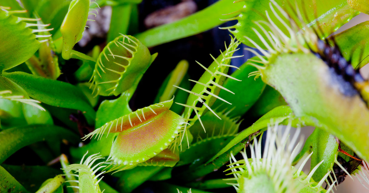 venus flytrap