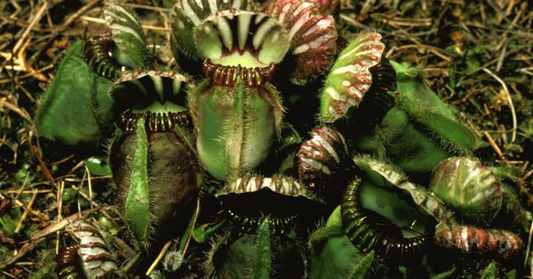 Australian pitcher plant