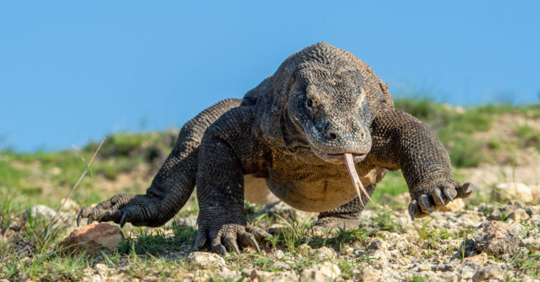 Semua Fakta Menarik yang Wajib Kamu Tahu Seputar Komodo