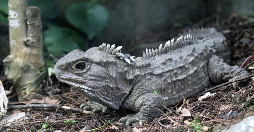 Fakta Unik Reptil Hewan Vertebrata Berdarah Dingin